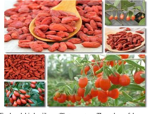 Health benefits of wolfberry (Gou Qi Zi, Fructus barbarum L.) on .